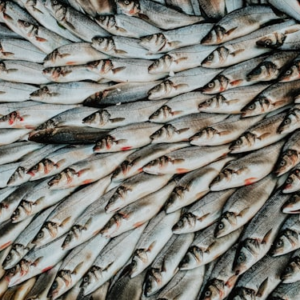 Fishing Bait and Lures Set